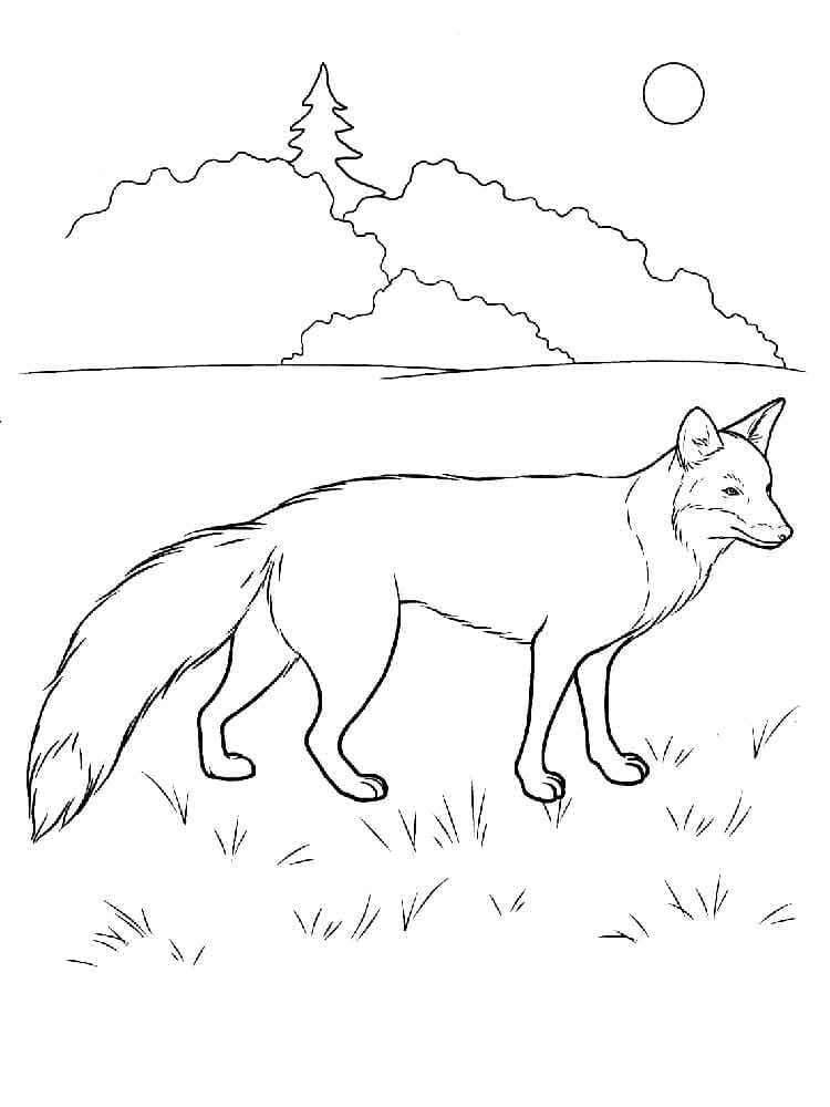 Desenho de uma Raposa Normal para Colorir