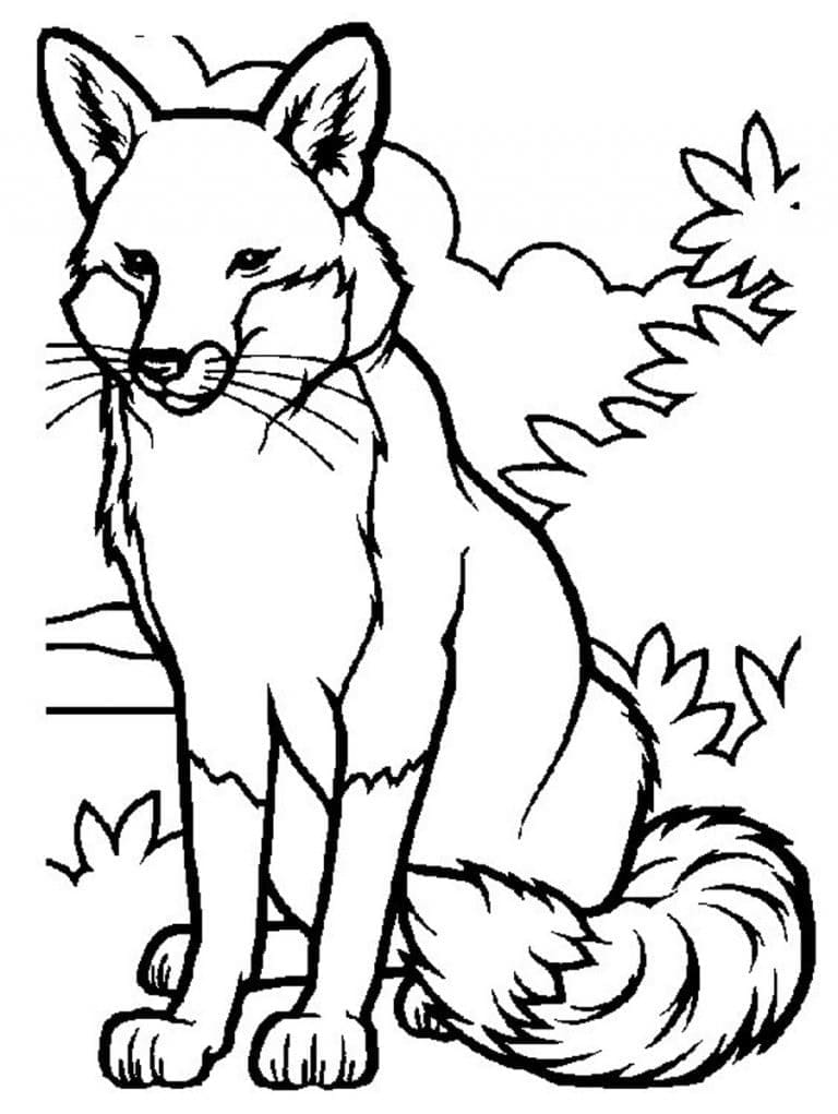 Desenho de uma Raposa Selvagem para Colorir