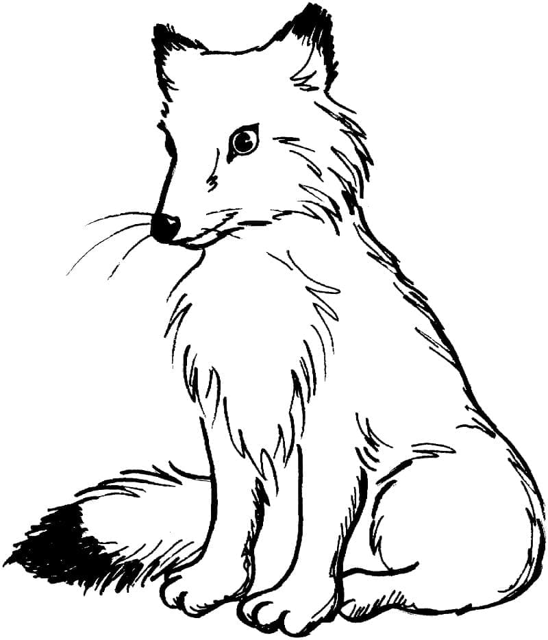 Desenho de uma Raposa Sentada para Colorir