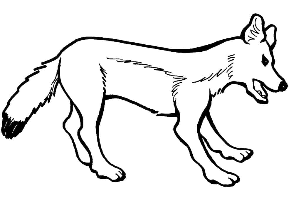 Desenho de uma Raposa Vermelha para Colorir
