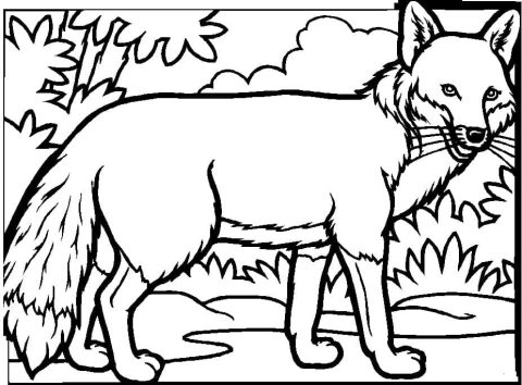 Desenho de Uma Raposa na Floresta para Colorir