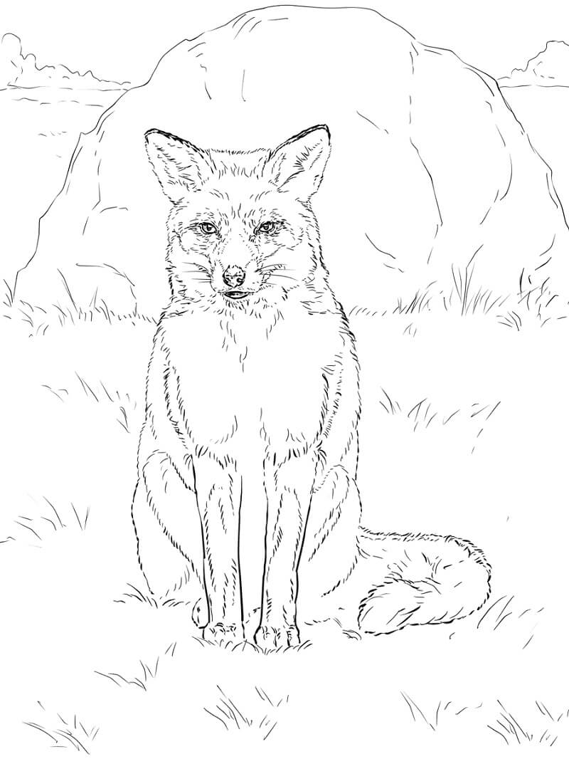 Desenho de Raposa Imprimivel para Imprimir e Colorir