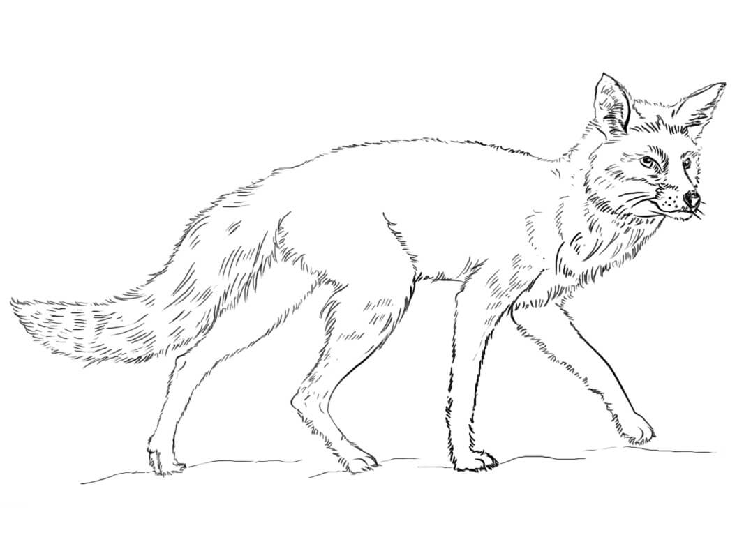 Desenho de Raposa Pdf para Imprimir e Colorir