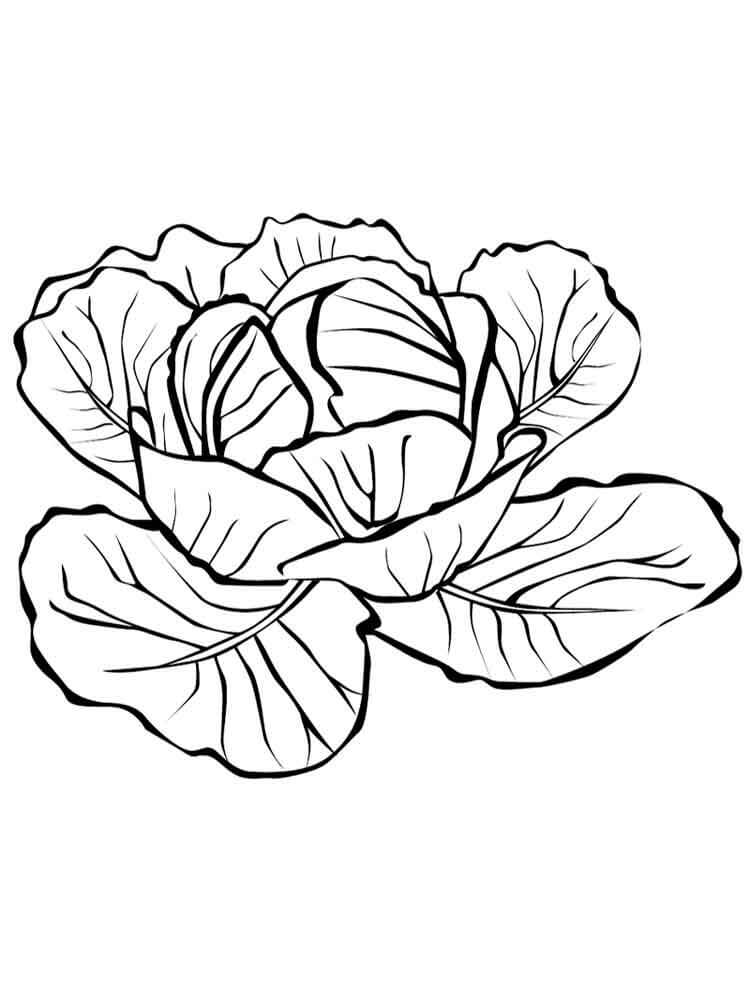 Desenho de Repolho Download para Colorir