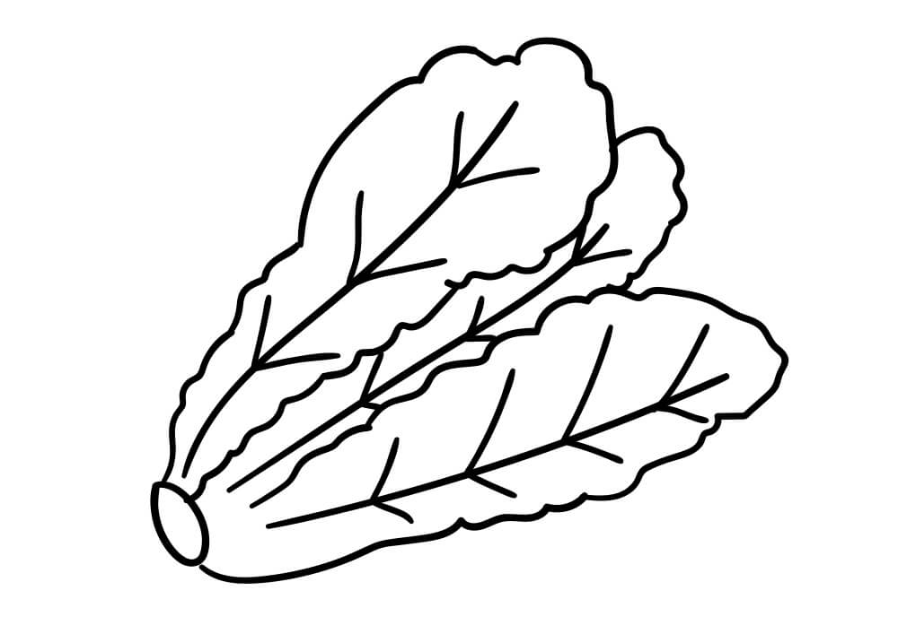 Desenho de Repolho Download para Imprimir e Colorir