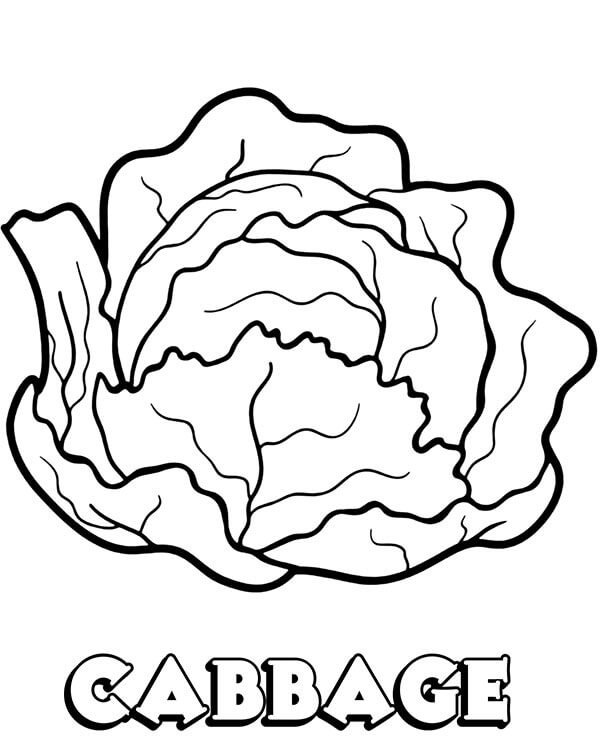 Desenho de Repolho Download Pdf para Colorir