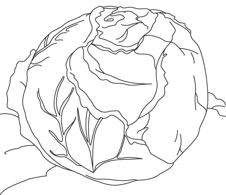 Desenho de Repolho Imprimivel para Colorir
