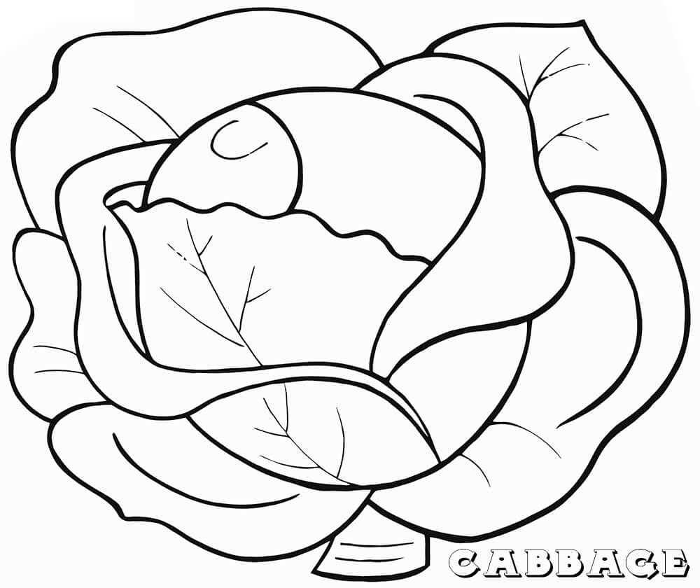 Desenho de Repolho para Colorir Download