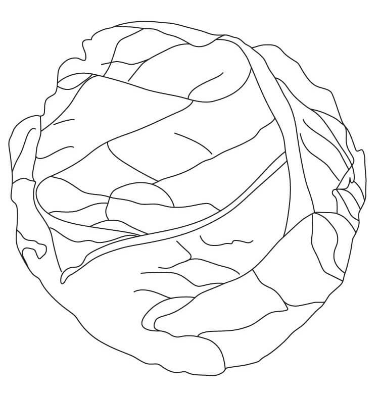 Desenho de Repolho para Imprimir Download