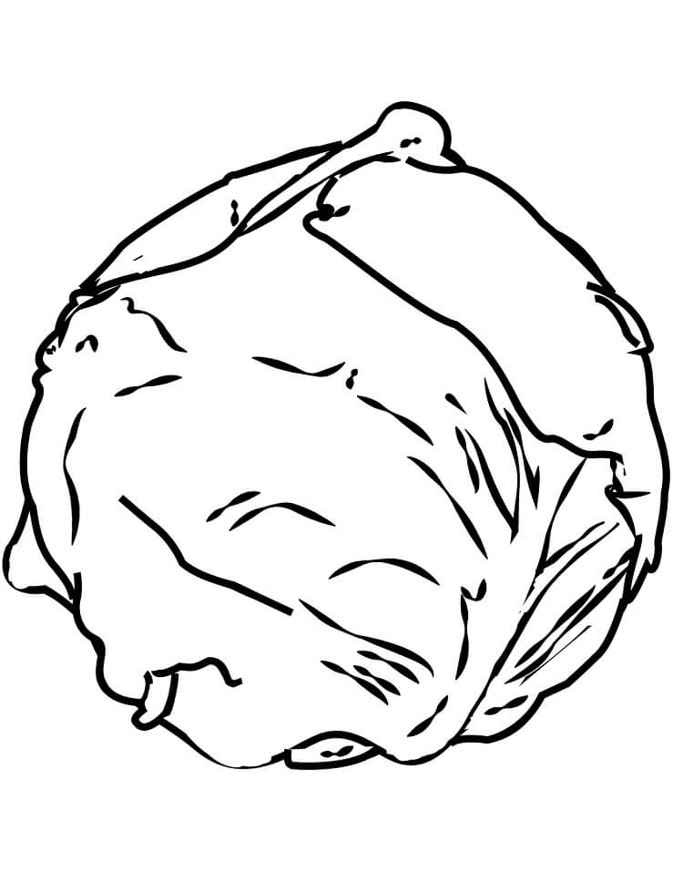 Desenho de Repolho para Pintar Download