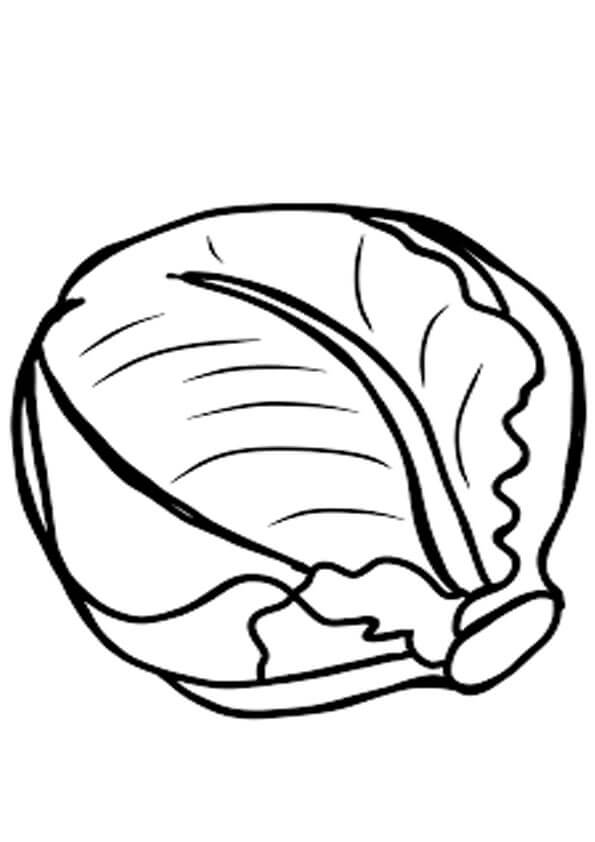 Desenho de Repolho Pdf para Colorir Grátis