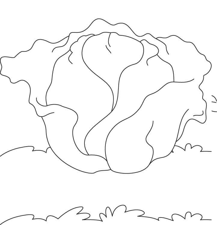 Desenho de Repolho Pdf para Imprimir e Colorir