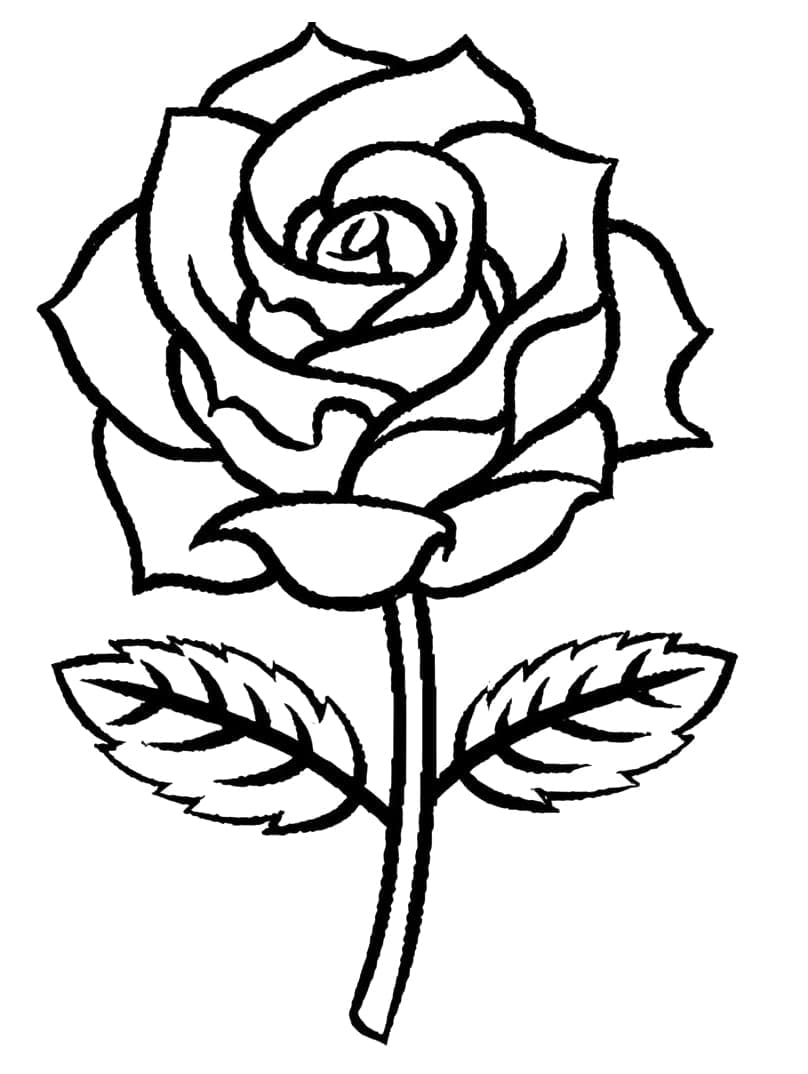 Desenhos de Rosa Básica para Colorir