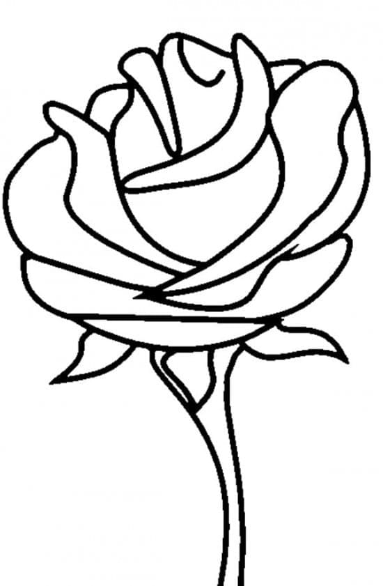 Desenhos de Rosa Maravilhosa para Colorir