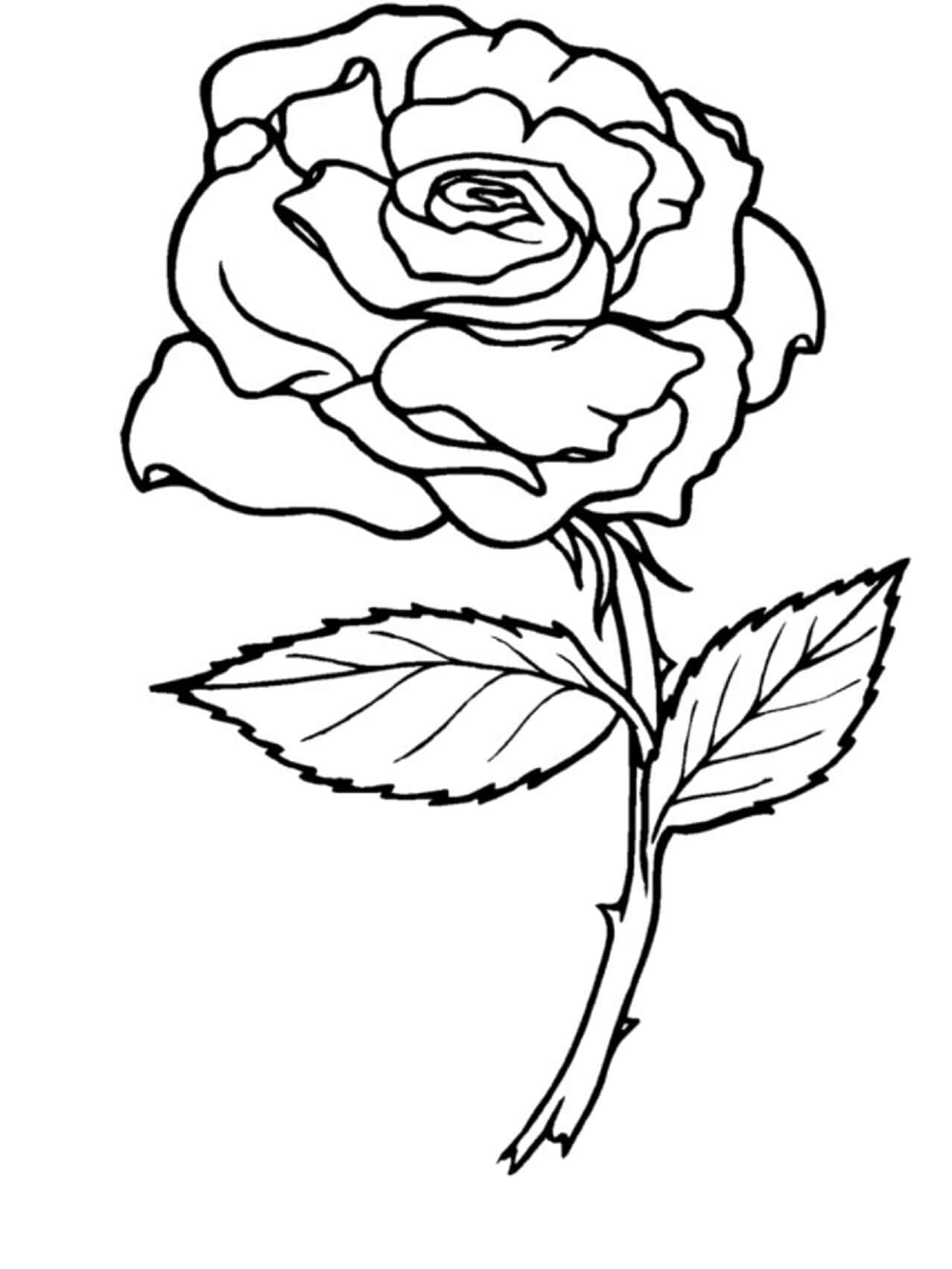 Desenhos de Rosa Muito Linda para Colorir