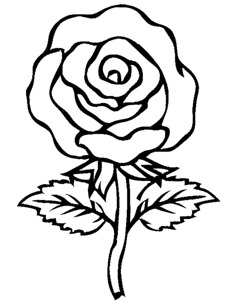 Desenhos de Rosa Perfeita para Colorir