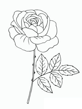 Desenhos de Uma Rosa Muito Linda para Colorir