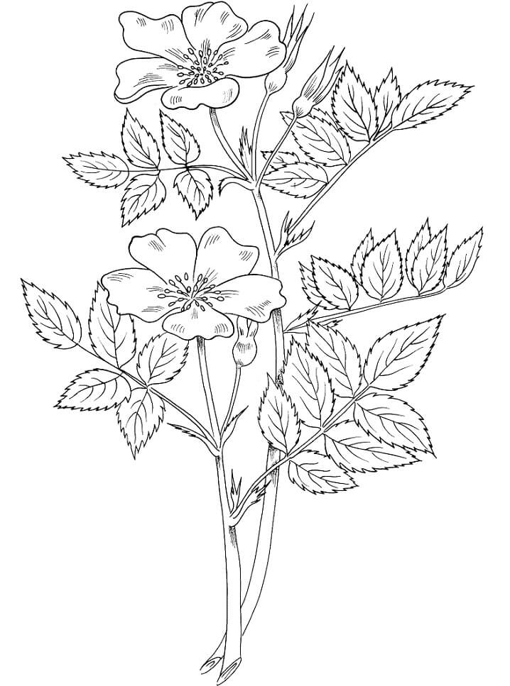 Desenho Rosa Blanda para Colorir