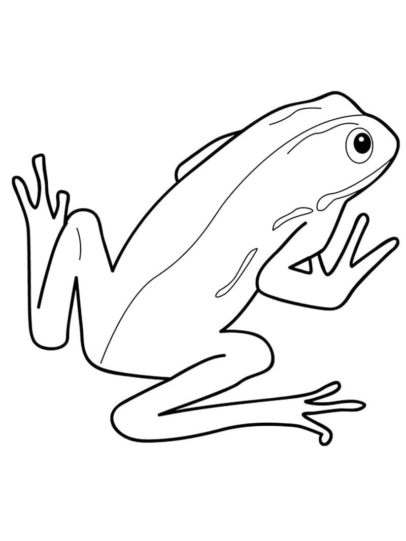 Desenho de Imprimivel Sapo para Colorir