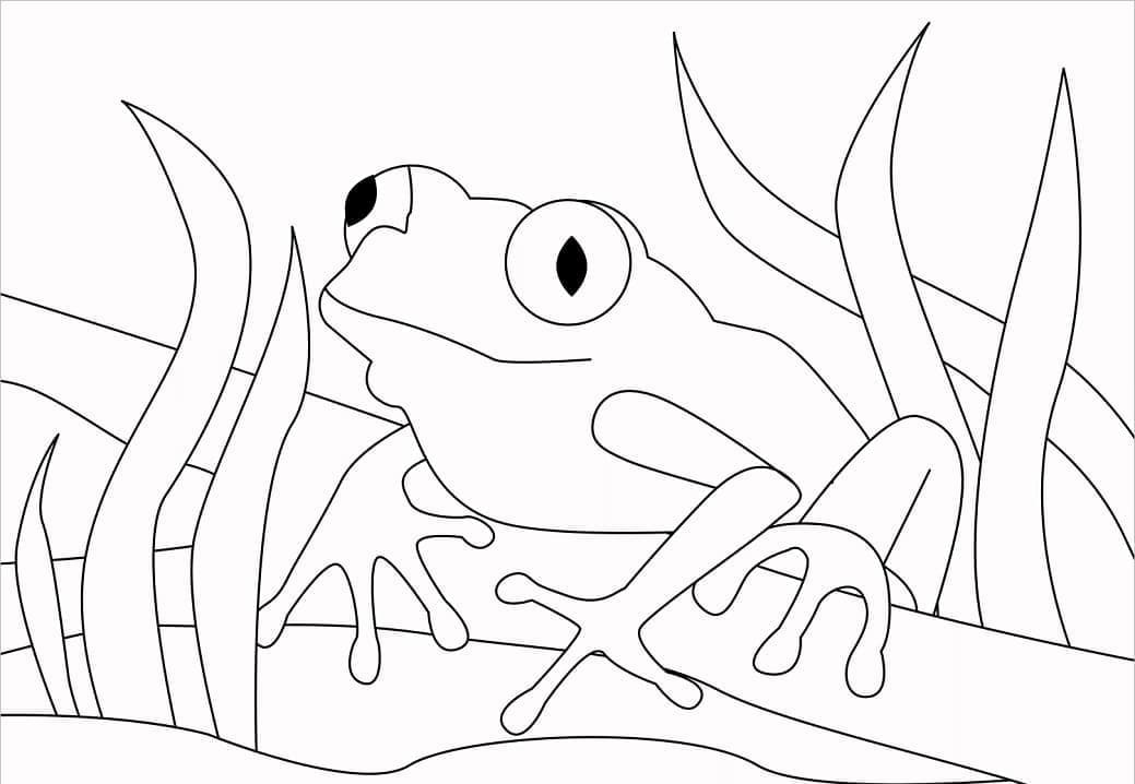 Desenho de Sapo Normal para Colorir