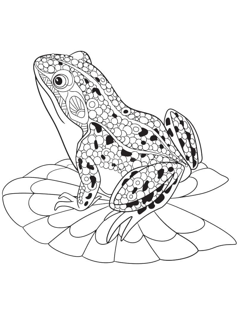 Desenho de um Lindo Sapo para Colorir