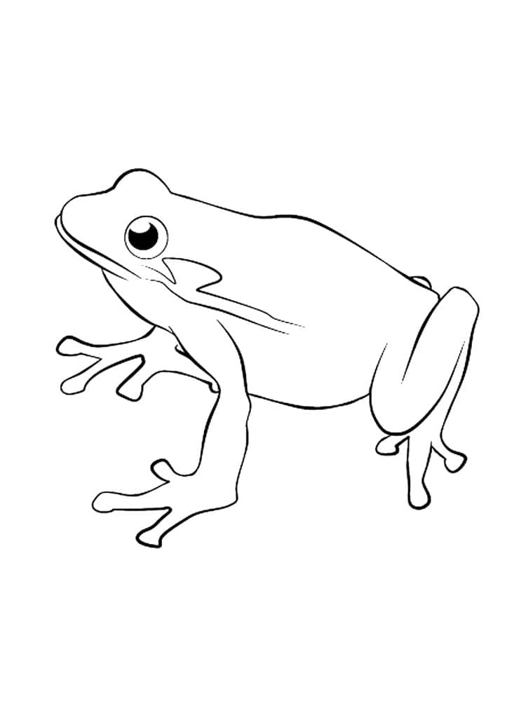 Desenho de um Sapo Normal para Colorir
