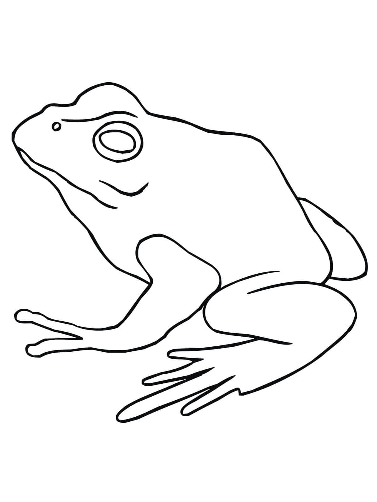 Desenho de um Sapo Simples para Colorir