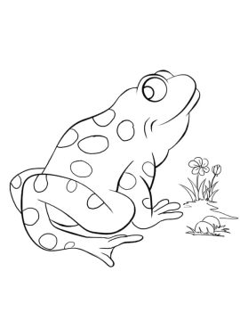 Desenho de Um Sapo para Colorir
