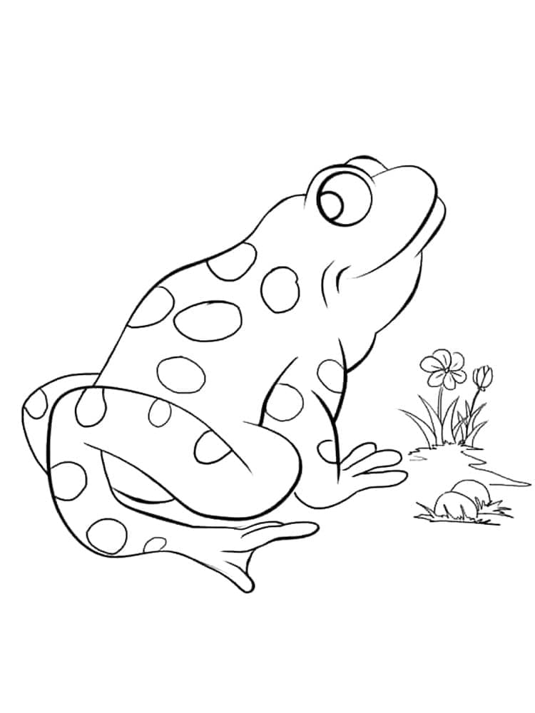 Desenho de um Sapo para Colorir