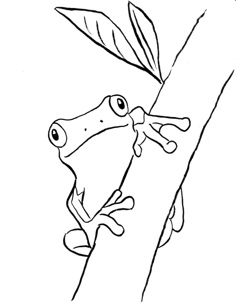 Desenho de Sapo em Árvore para Colorir de Graça