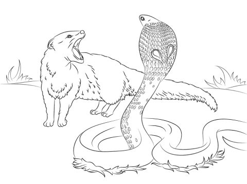 Desenho de Serpente para Colorir Download