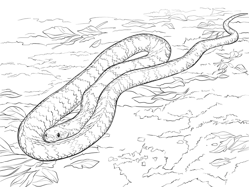 Desenho de Serpente Pdf para Imprimir e Colorir