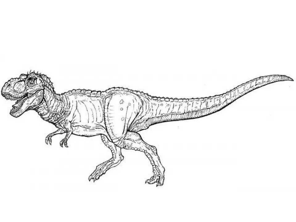 Desenho de Tiranossauro Rex Download Pdf para Colorir