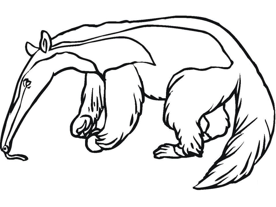 Desenho de Tamanduá Grátis para Colorir