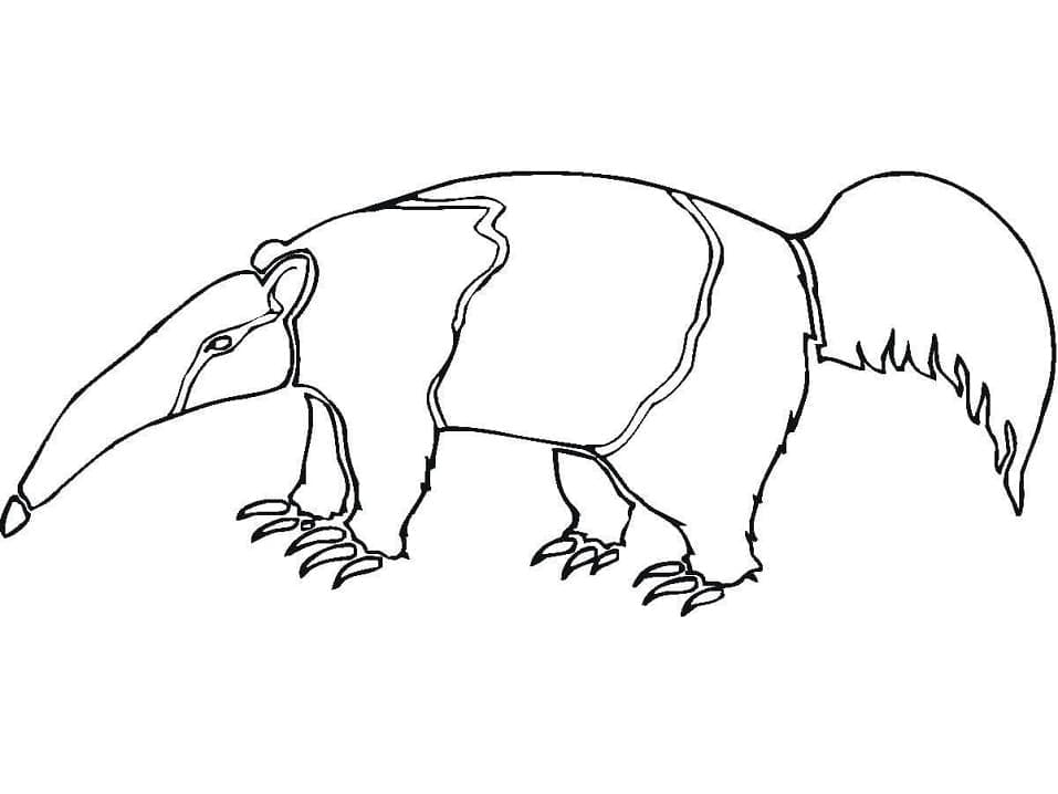 Desenhos de Tamanduá para Colorir