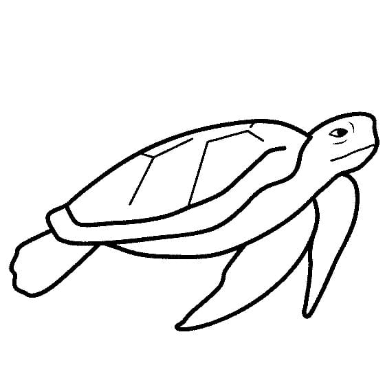 Desenho de Tartaruga Marinha Fácil para Colorir