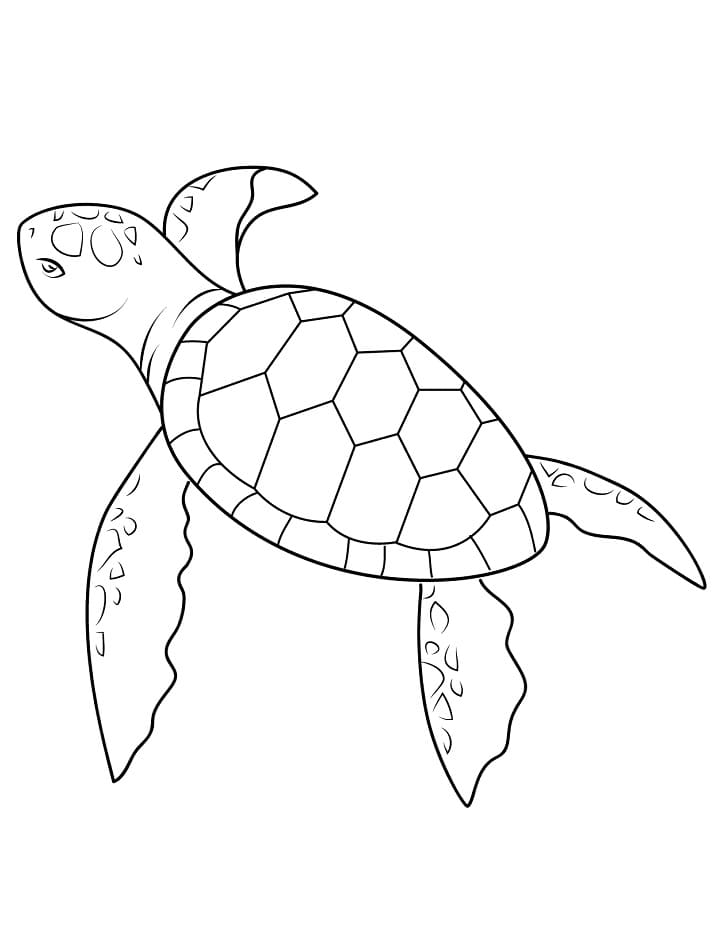 Desenho de Tartaruga Marinha Normal para Colorir