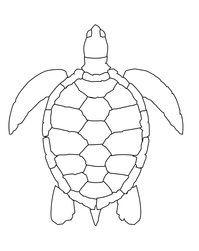 Desenho de Tartaruga Marinha Simples para Colorir