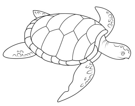 Desenho de Uma Tartaruga Marinha para Colorir