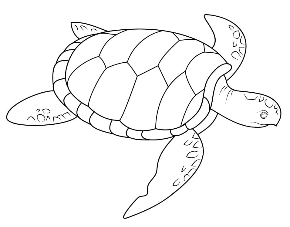 Desenho de uma Tartaruga Marinha para Colorir