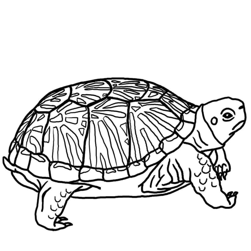 Desenho de Tartaruga Download para Colorir