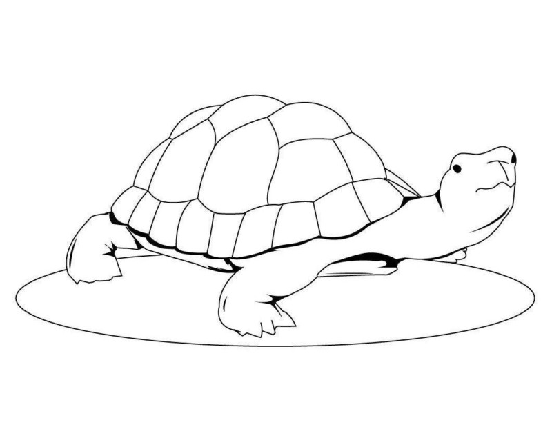 Desenho de Tartaruga Download para Imprimir e Colorir