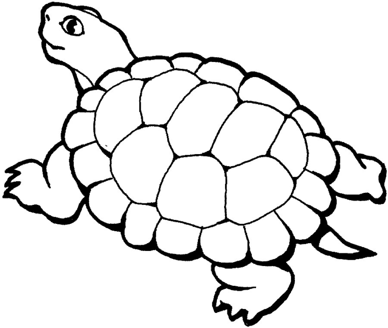 Desenho de Tartaruga Grátis para Colorir