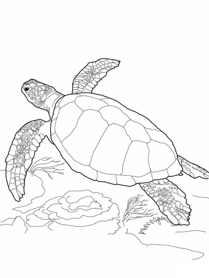 Desenho de Tartaruga Grátis para Imprimir e Colorir