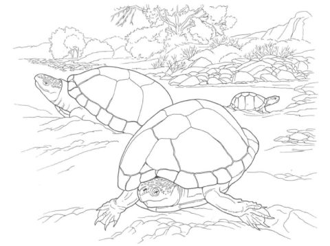 Desenho de Tartaruga Imprimível para Imprimir e Colorir