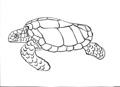 Desenho de Tartaruga para Imprimir Pdf grátis
