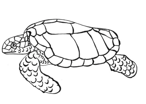 Desenho de Tartaruga para Pintar Download