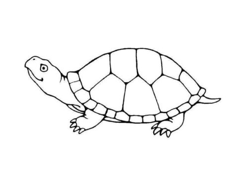 Desenho de Tartaruga Pdf para Imprimir e Colorir