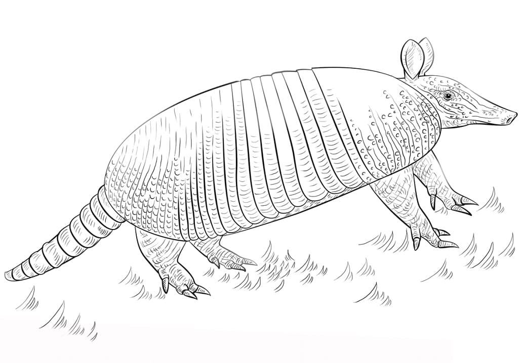 Desenho de Tatu Galinha para Colorir