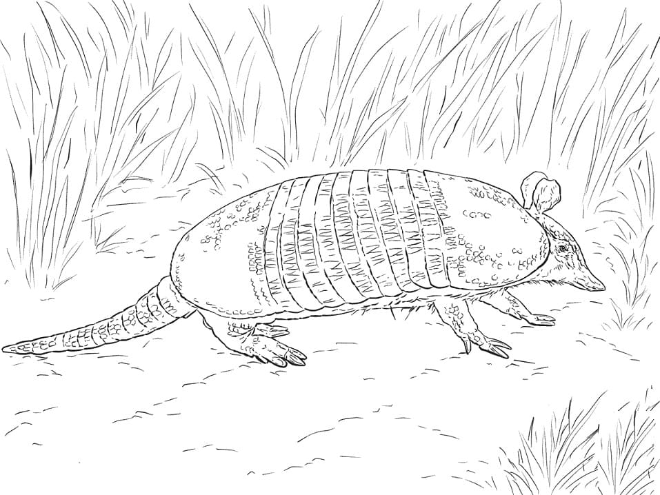 Desenho de Tatu Galinha Realista para Colorir